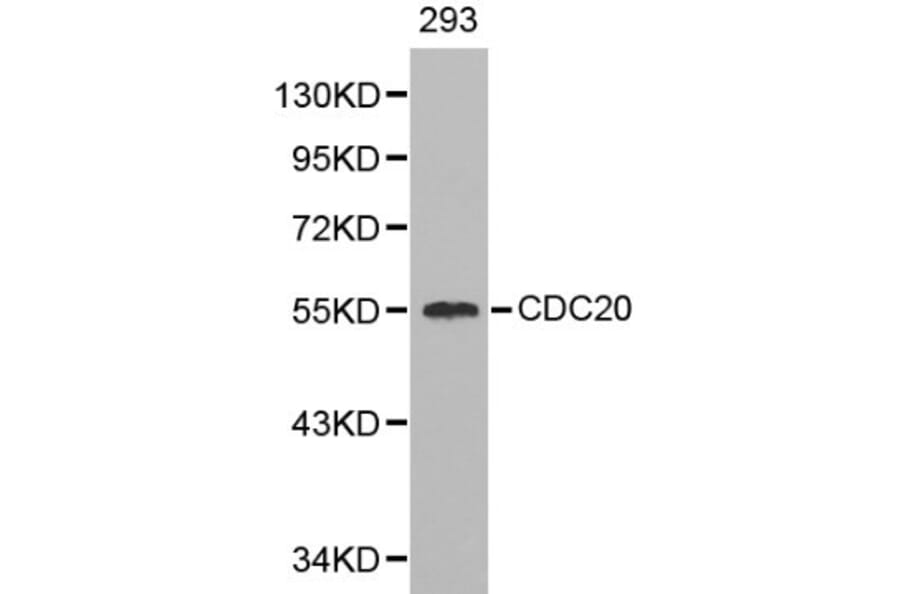 Anti-Cdc20 Antibody from Bioworld Technology (BS6273) - Antibodies.com