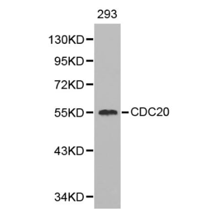 Anti-Cdc20 Antibody from Bioworld Technology (BS6273) - Antibodies.com