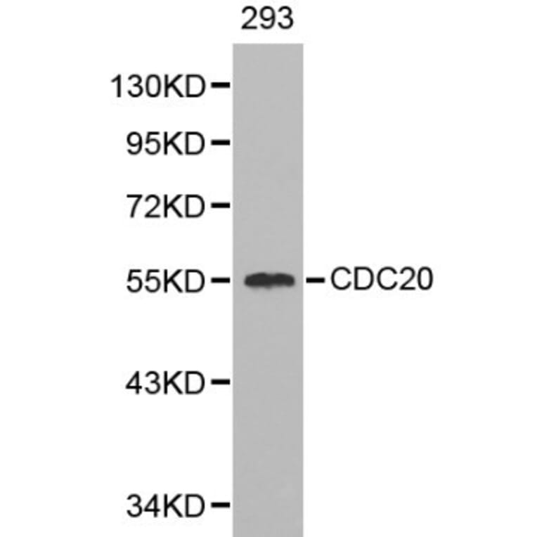 Anti-Cdc20 Antibody from Bioworld Technology (BS6273) - Antibodies.com