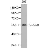 Anti-Cdc20 Antibody from Bioworld Technology (BS6273) - Antibodies.com