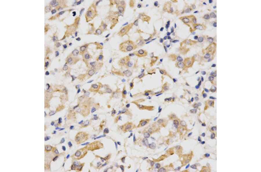 Anti-Cdc20 Antibody from Bioworld Technology (BS6273) - Antibodies.com