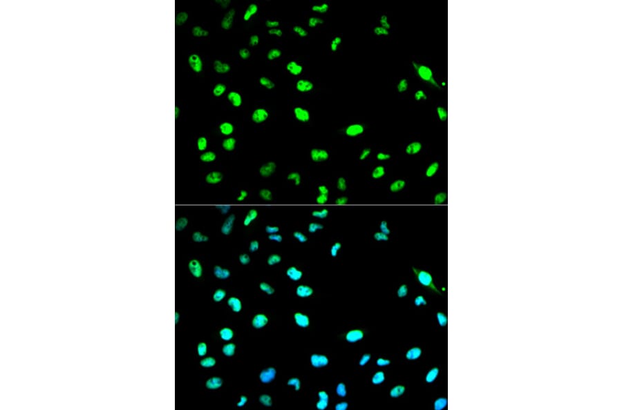 Anti-Cdc20 Antibody from Bioworld Technology (BS6273) - Antibodies.com