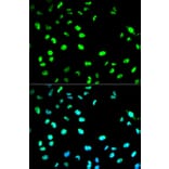 Anti-Cdc20 Antibody from Bioworld Technology (BS6273) - Antibodies.com