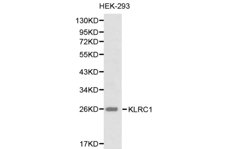 Anti-CD159a/KLRC1 Antibody from Bioworld Technology (BS6275) - Antibodies.com