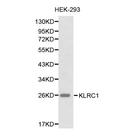 Anti-CD159a/KLRC1 Antibody from Bioworld Technology (BS6275) - Antibodies.com