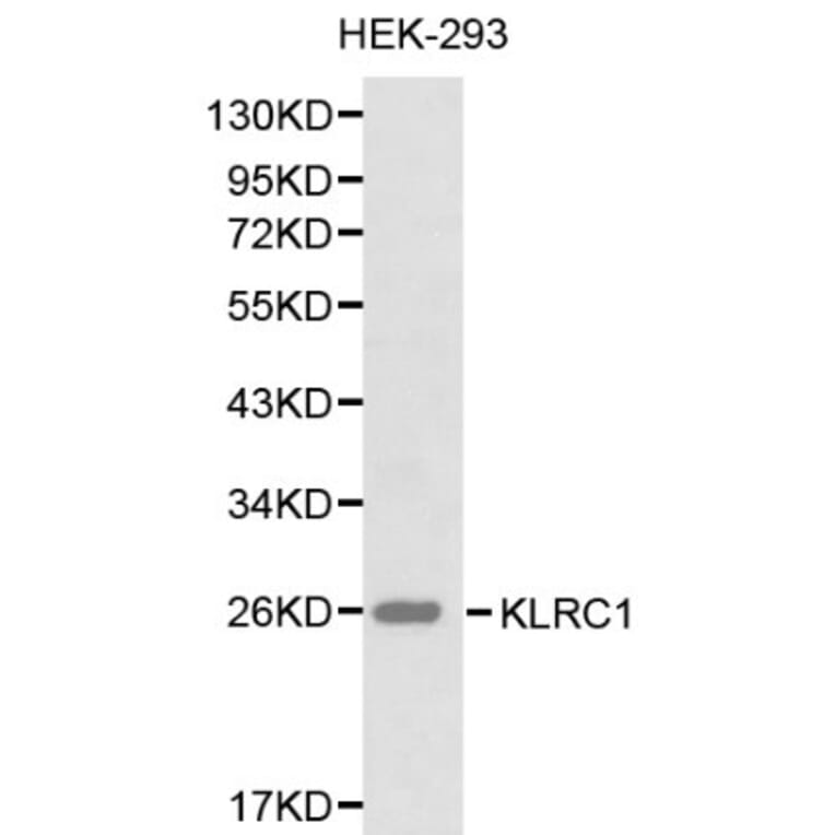 Anti-CD159a/KLRC1 Antibody from Bioworld Technology (BS6275) - Antibodies.com