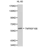 Anti-TNFRSF10B Antibody from Bioworld Technology (BS6278) - Antibodies.com