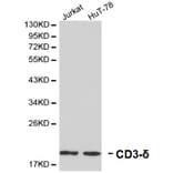 Anti-CD3-δ Antibody from Bioworld Technology (BS6280) - Antibodies.com