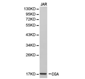 Anti-CGA Antibody from Bioworld Technology (BS6281) - Antibodies.com