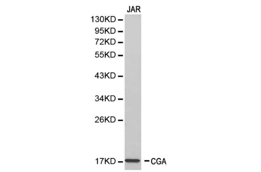 Anti-CGA Antibody from Bioworld Technology (BS6281) - Antibodies.com