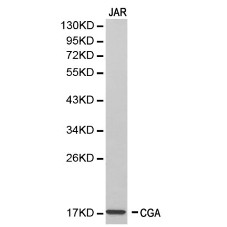 Anti-CGA Antibody from Bioworld Technology (BS6281) - Antibodies.com