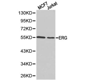 Anti-ERG Antibody from Bioworld Technology (BS6282) - Antibodies.com