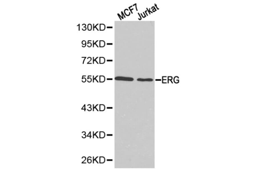 Anti-ERG Antibody from Bioworld Technology (BS6282) - Antibodies.com