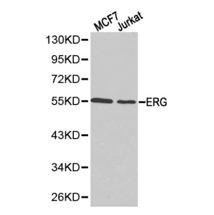 Anti-ERG Antibody from Bioworld Technology (BS6282) - Antibodies.com