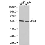 Anti-ERG Antibody from Bioworld Technology (BS6282) - Antibodies.com