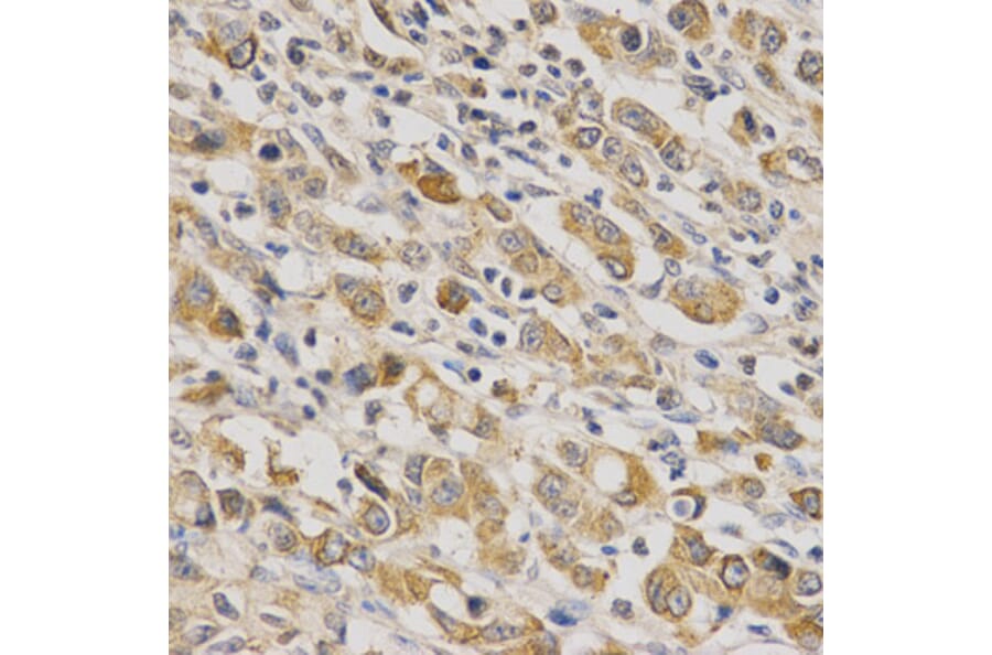Anti-ERG Antibody from Bioworld Technology (BS6282) - Antibodies.com
