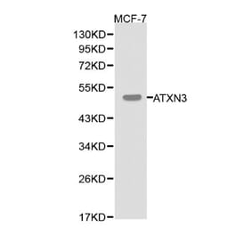 Anti-ATXN3 Antibody from Bioworld Technology (BS6285) - Antibodies.com