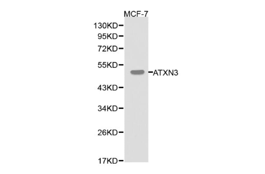 Anti-ATXN3 Antibody from Bioworld Technology (BS6285) - Antibodies.com