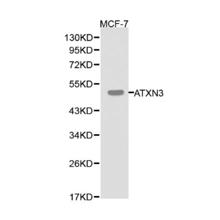 Anti-ATXN3 Antibody from Bioworld Technology (BS6285) - Antibodies.com