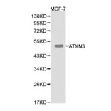 Anti-ATXN3 Antibody from Bioworld Technology (BS6285) - Antibodies.com