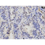 Anti-ATXN3 Antibody from Bioworld Technology (BS6285) - Antibodies.com