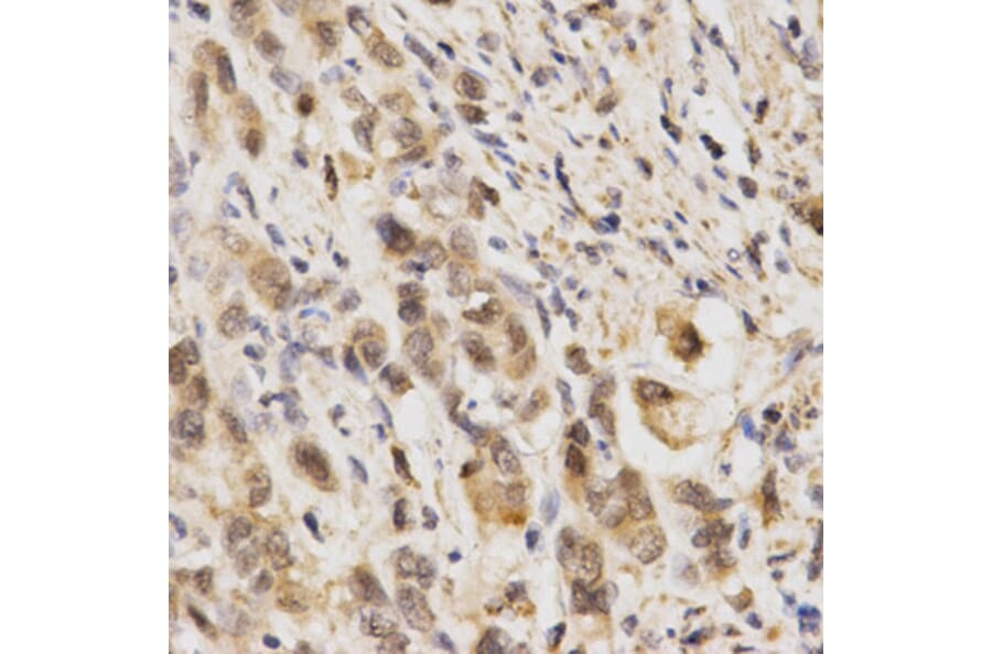 Anti-Nrf2 / NFE2L2 Antibody from Bioworld Technology (BS6286) - Antibodies.com