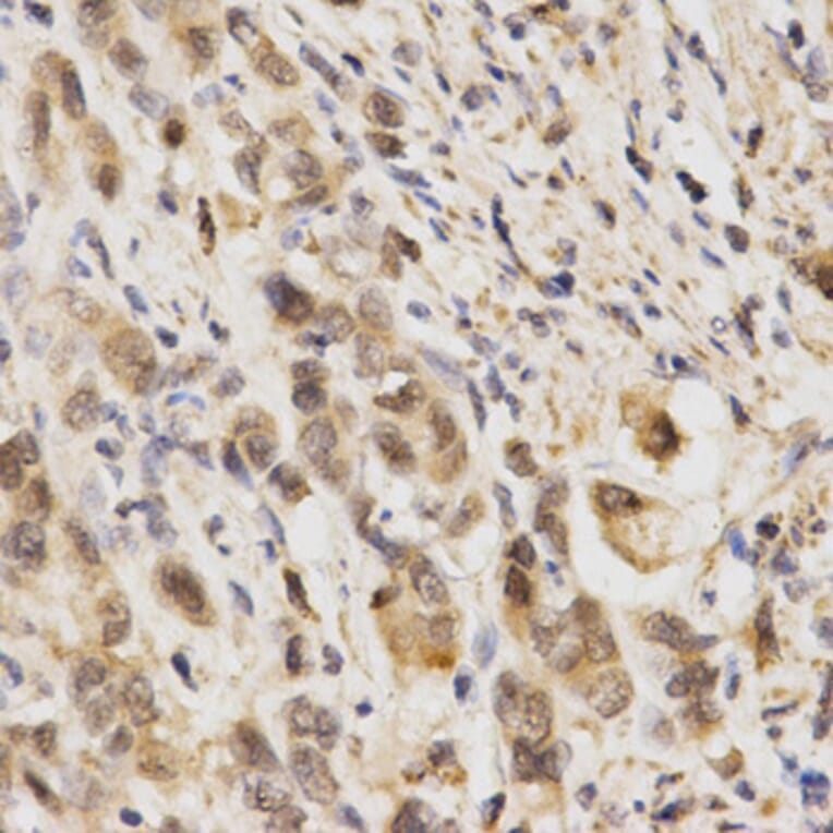 Anti-Nrf2 / NFE2L2 Antibody from Bioworld Technology (BS6286) - Antibodies.com