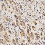 Anti-Nrf2 / NFE2L2 Antibody from Bioworld Technology (BS6286) - Antibodies.com