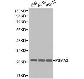 Anti-PSMA3 Antibody from Bioworld Technology (BS6287) - Antibodies.com