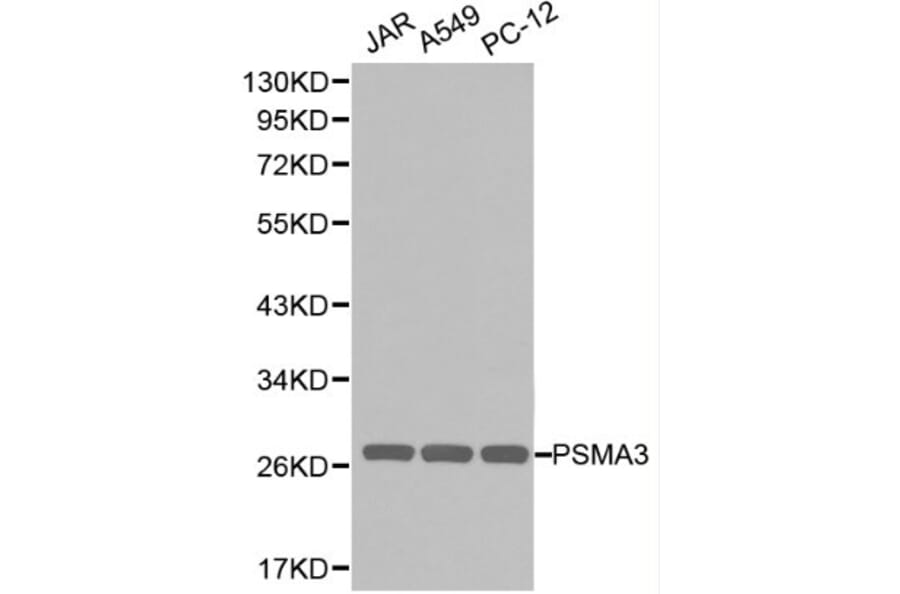 Anti-PSMA3 Antibody from Bioworld Technology (BS6287) - Antibodies.com