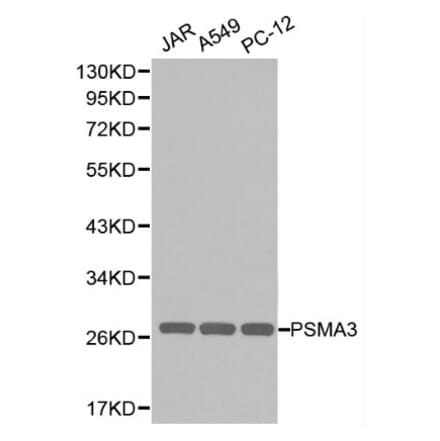 Anti-PSMA3 Antibody from Bioworld Technology (BS6287) - Antibodies.com