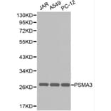Anti-PSMA3 Antibody from Bioworld Technology (BS6287) - Antibodies.com