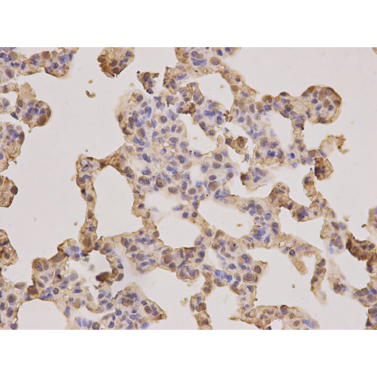Anti-PSMA3 Antibody from Bioworld Technology (BS6287) - Antibodies.com