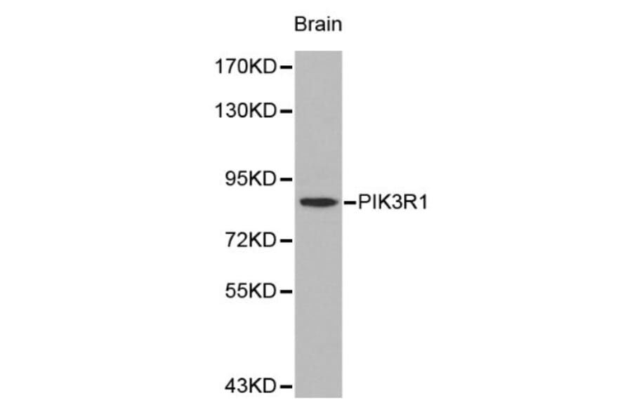 Anti-PI3K p85α Antibody from Bioworld Technology (BS6291) - Antibodies.com