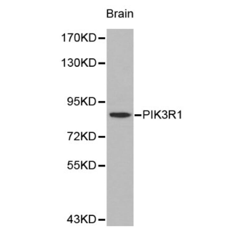 Anti-PI3K p85α Antibody from Bioworld Technology (BS6291) - Antibodies.com