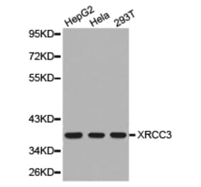 Anti-XRCC3 Antibody from Bioworld Technology (BS6296) - Antibodies.com