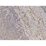 Anti-TPMT Antibody from Bioworld Technology (BS6297) - Antibodies.com