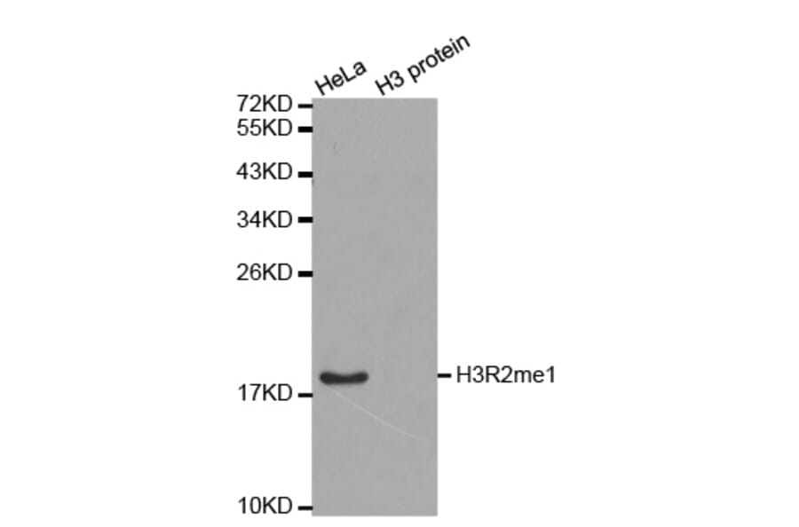 Anti-Histone H3 (Mono-Methyl R2) Antibody from Bioworld Technology (BS6302) - Antibodies.com