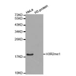 Anti-Histone H3 (Mono-Methyl R2) Antibody from Bioworld Technology (BS6302) - Antibodies.com