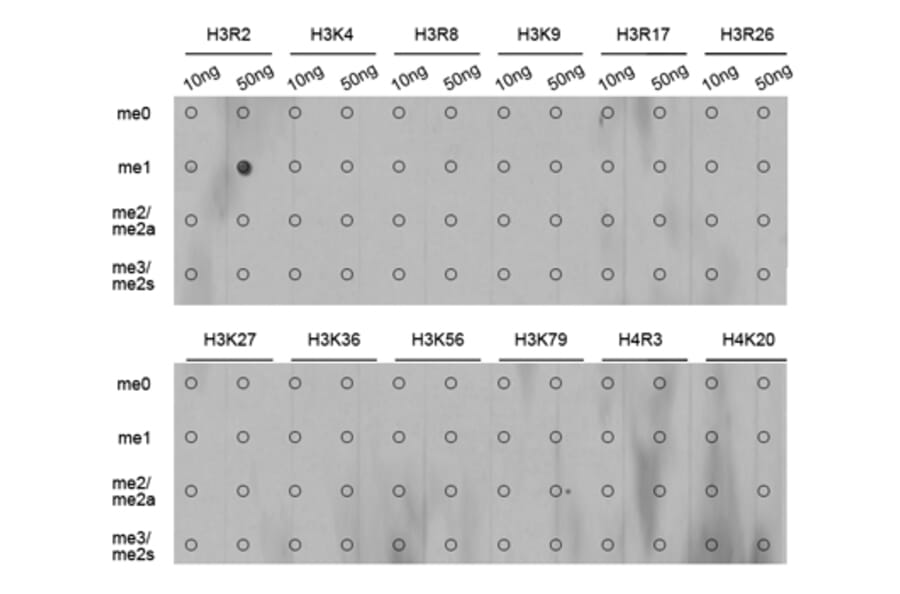 Anti-Histone H3 (Mono-Methyl R2) Antibody from Bioworld Technology (BS6302) - Antibodies.com