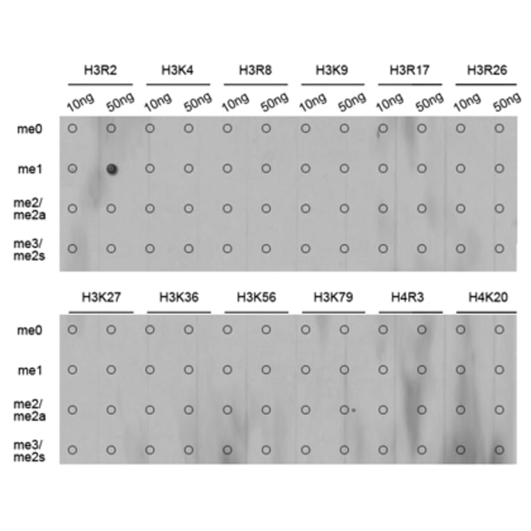 Anti-Histone H3 (Mono-Methyl R2) Antibody from Bioworld Technology (BS6302) - Antibodies.com