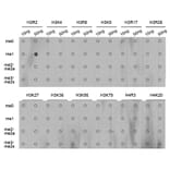 Anti-Histone H3 (Mono-Methyl R2) Antibody from Bioworld Technology (BS6302) - Antibodies.com