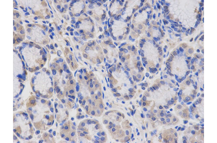 Anti-SGK1 Antibody from Bioworld Technology (BS6304) - Antibodies.com