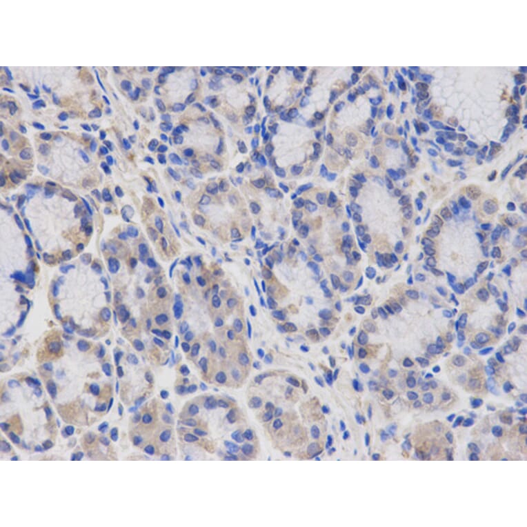 Anti-SGK1 Antibody from Bioworld Technology (BS6304) - Antibodies.com