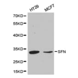 Anti-14-3-3 σ Antibody from Bioworld Technology (BS6305) - Antibodies.com