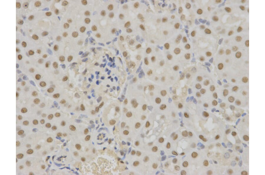 Anti-14-3-3 σ Antibody from Bioworld Technology (BS6305) - Antibodies.com