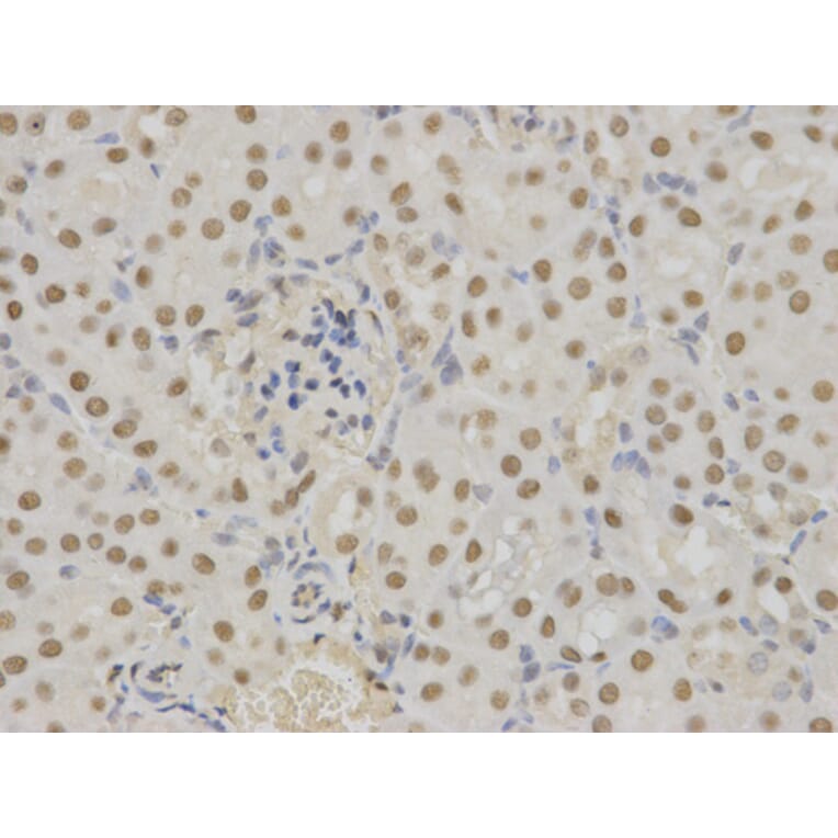 Anti-14-3-3 σ Antibody from Bioworld Technology (BS6305) - Antibodies.com
