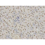 Anti-14-3-3 σ Antibody from Bioworld Technology (BS6305) - Antibodies.com