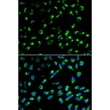 Anti-14-3-3 σ Antibody from Bioworld Technology (BS6305) - Antibodies.com