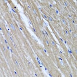 Anti-TNFAIP6 Antibody from Bioworld Technology (BS6310) - Antibodies.com